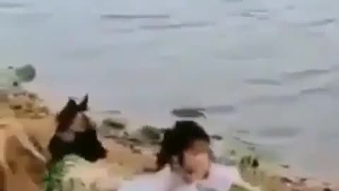 Dog Save the girl like a hero| Viral video | Funny meme Whatsapp status | Whatsapp video |Viral file