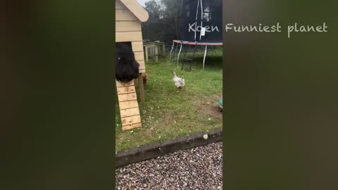 Funny Animal