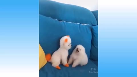 Top Funny Cat Dog Videos of The Weekly