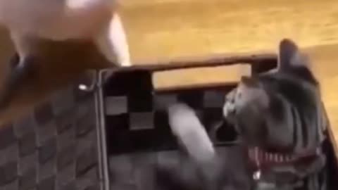 Watch Funny Cat enjoy