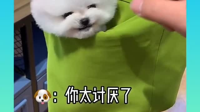 Cute dog funny video