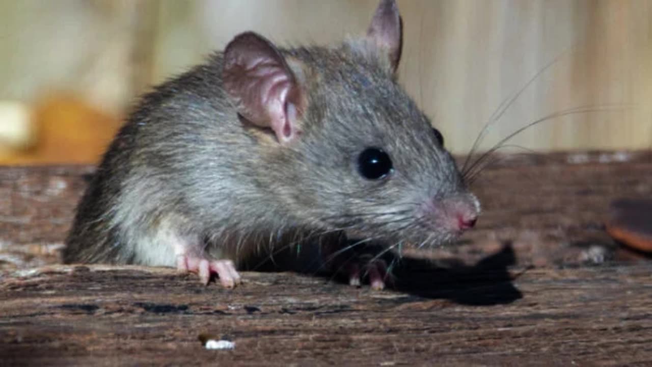 Girl killed the rat by biting it with her teeth.