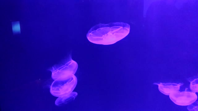 Amazing Jellies