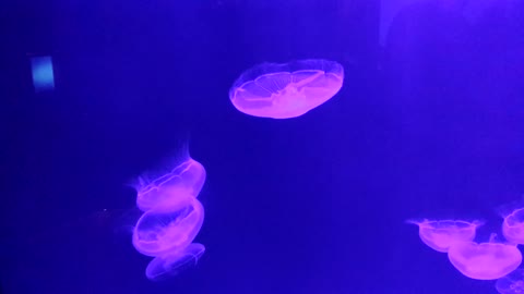 Amazing Jellies