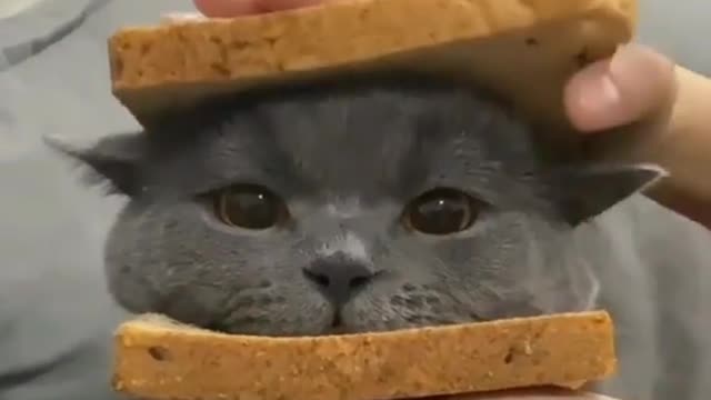 Cat under the bread