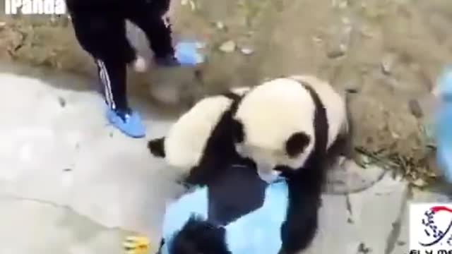 Playful giant Chinese panda won't let zookeeper go!