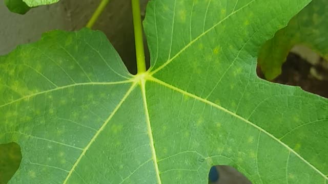 flower in my front home