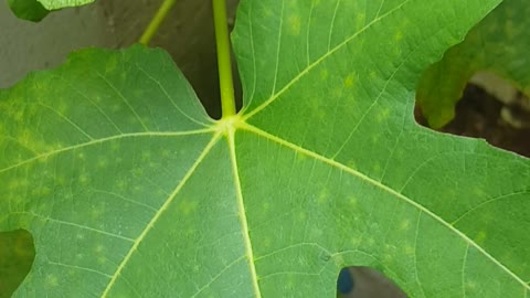 flower in my front home