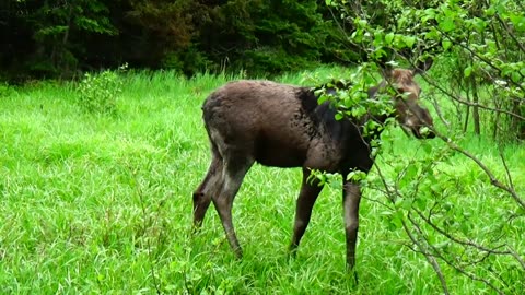 Moose on the Loose