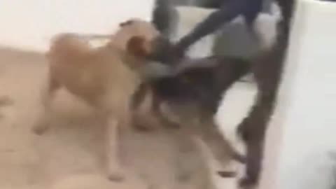 Thief Vs Guard Dogs