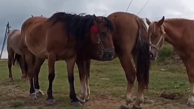 Funny tranquil horse