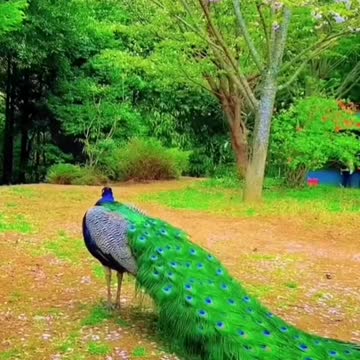 Amazing videos of peacock flaunting their tail