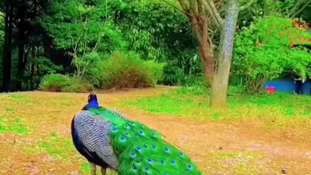 Amazing videos of peacock flaunting their tail