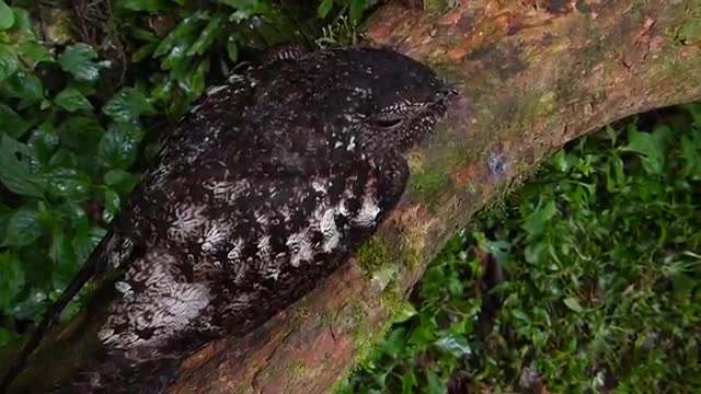 CURIANGO SILVESTRE BACURAU brazilian fauna sertaneja cerrado brazilian