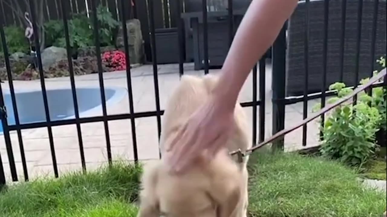 Funniest & Cutest Golden Retriever Puppies #4 - Funny Puppy Videos 2023