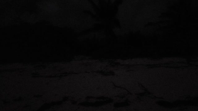 #26 TV South Andros - "Tiger Takes A Midnight Stroll On Tino's Beach"