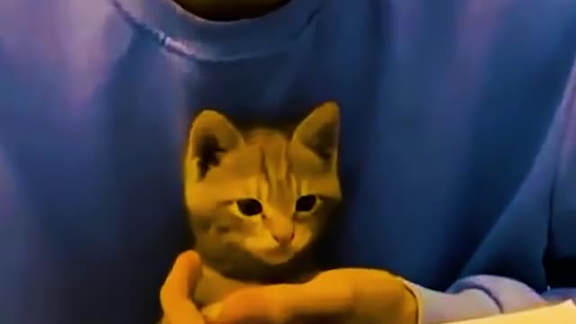 Funny cat video