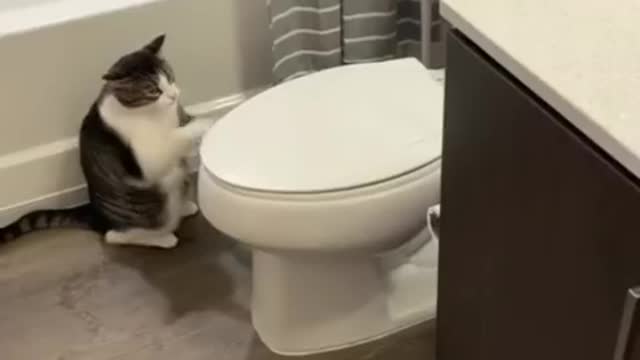 Cute cat video very funny moment capture in camera