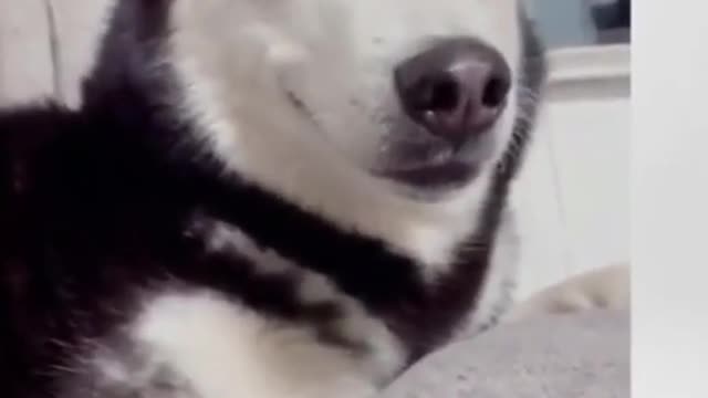 Shameful Dog Apologizes For Almost Biting Owner