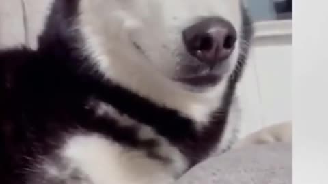 Shameful Dog Apologizes For Almost Biting Owner
