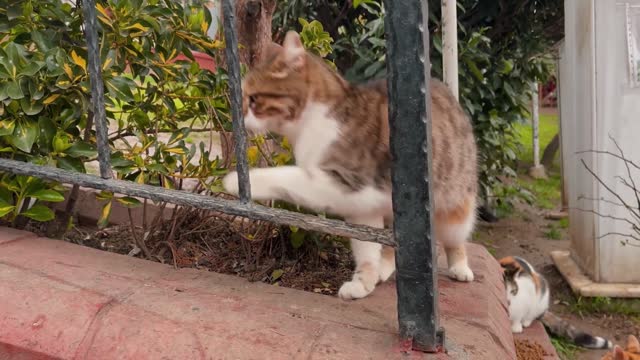 Cute Funny Cats Cute Baby Cats Cute funny Dogs #128 World of Cats