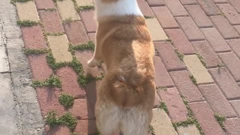 Can't stop laughing animals cats and dogs🐈😺 Cute #86💋🥺