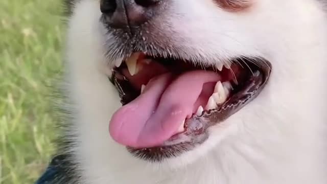 Cute dog funny moment 2021 | dog very funny video| cute honny