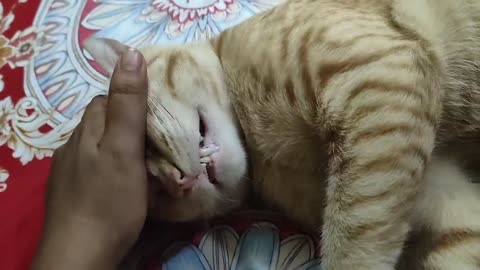 Cat on sleep