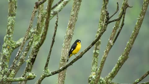 Different birds with calm music.