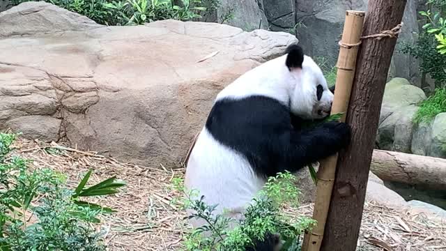 Cute Panda