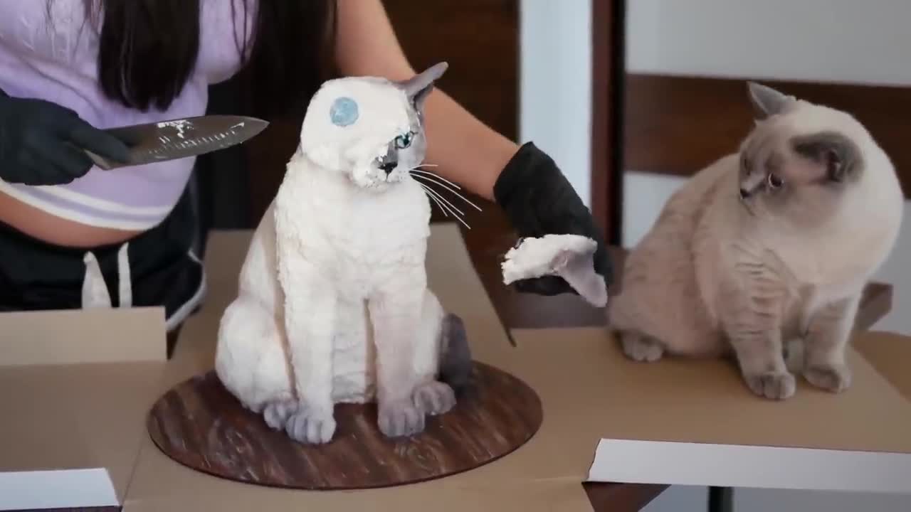 Cat Reaction to Cake is similar to cat