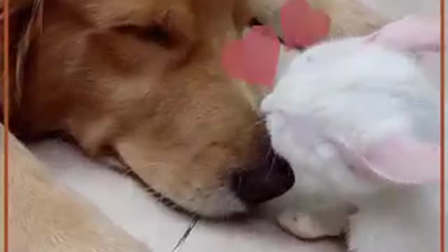 The best snuggle buddies ever