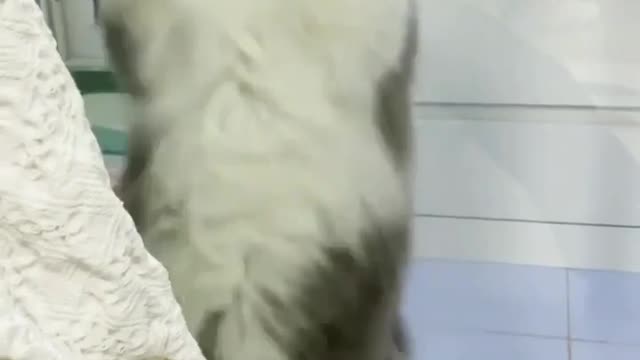 Cute cat dancing