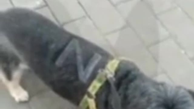 Z-Welpen...ACHTUNG verrückt! Irgendwo in Russland!