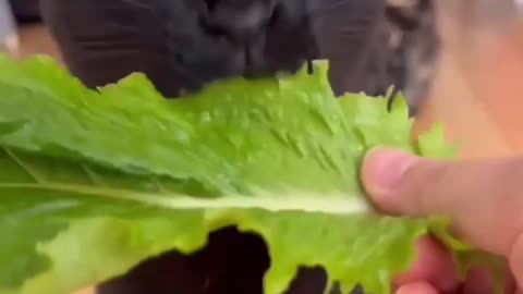 Lettuce for lunch?