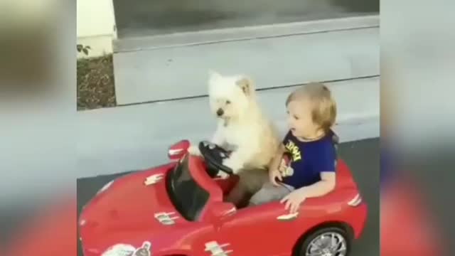 It's just a puppy driving a kid around😄🤣