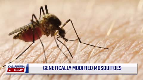 Genetically Modified Mosquitoes
