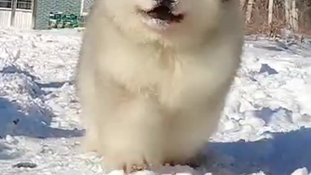 ANIMAL DOG FUNNY OSO DANGEROUS