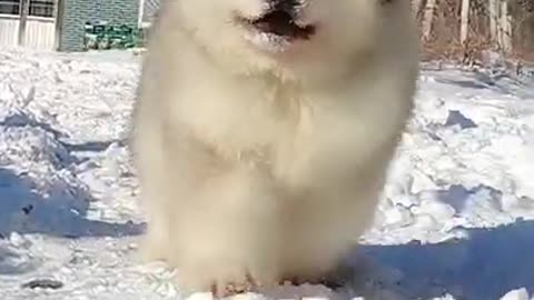 ANIMAL DOG FUNNY OSO DANGEROUS