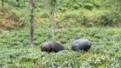 Wildlife in closer view with a natural perspective.