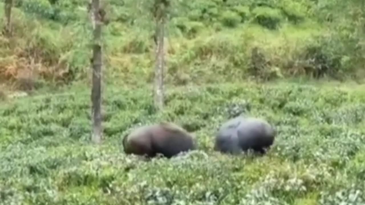 Wildlife in closer view with a natural perspective.