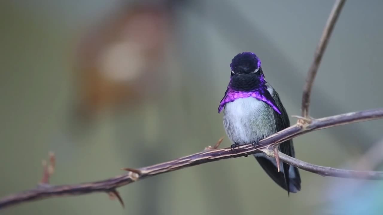 how beautiful bird video