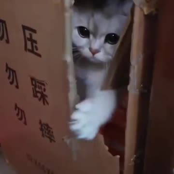 Your Are Not Invited Cat Funny Video