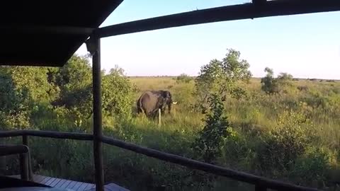 ELEPHANT HELPS FLIPS SAFARI VEHICLE | Okavango Delta, Botswana