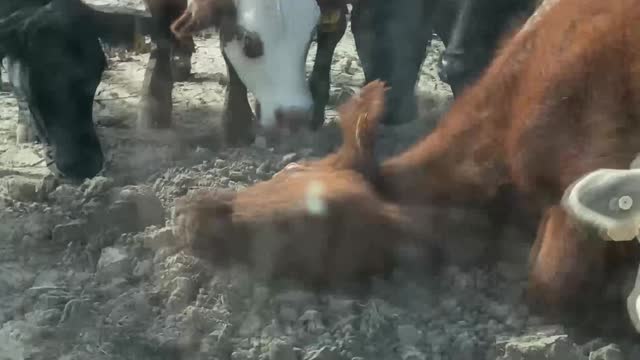 Rancher Frustrated by Confused Cows