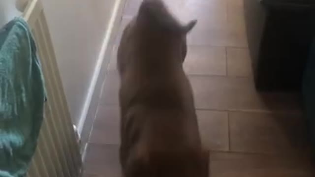 #Shar Pei chasing a #Sausage Dog #shorts #funny #dogs