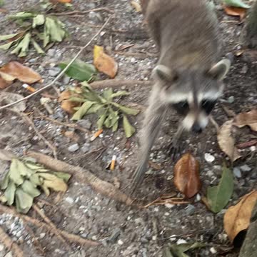 Raccoon Changed his mind