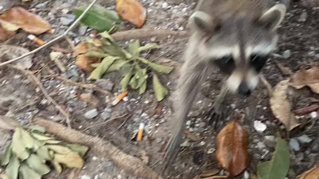 Raccoon Changed his mind