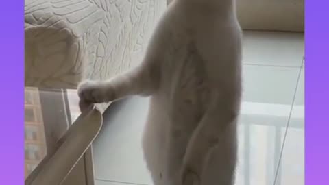 Gato muito engraçado