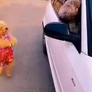 Very Funny dog 🐕 videos #short